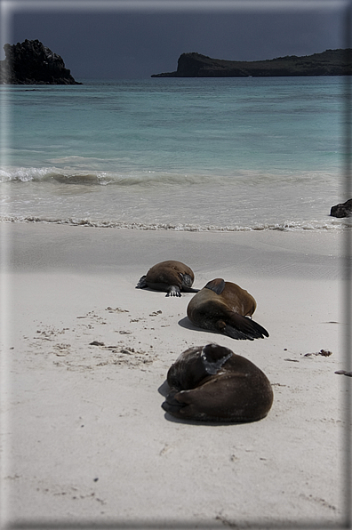 foto Flora e la fauna della Isole Galapagos